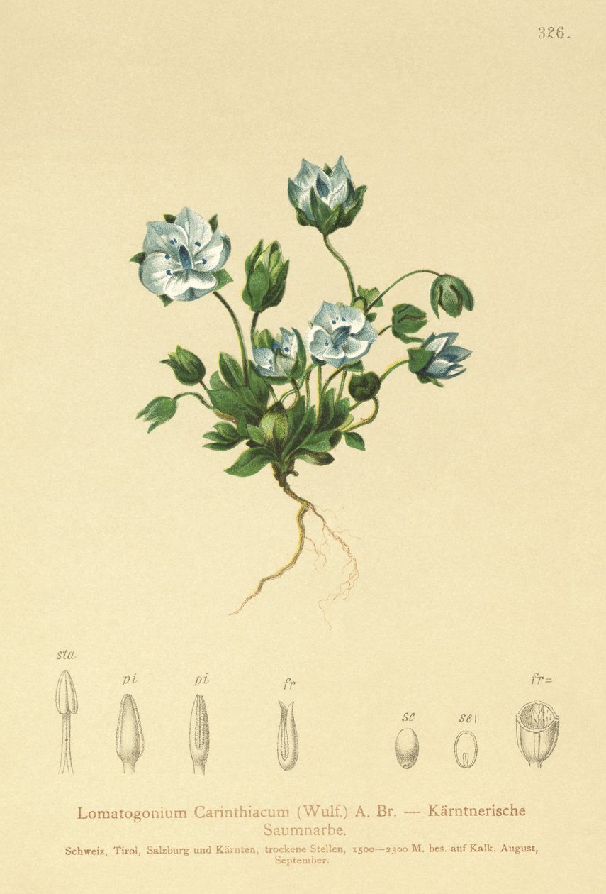 Blue Feltwort (Lomatogonium Carinthiacum)  by German School