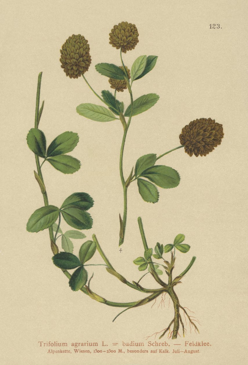 Kahverengi Yonca (Trifolium agrarium, Trifolium badium) by German School