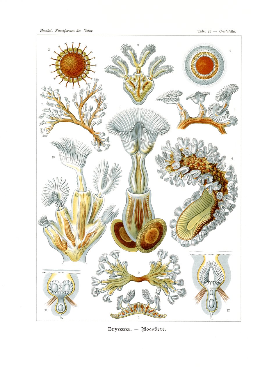 Bryozoa, 1899-1904 by German School