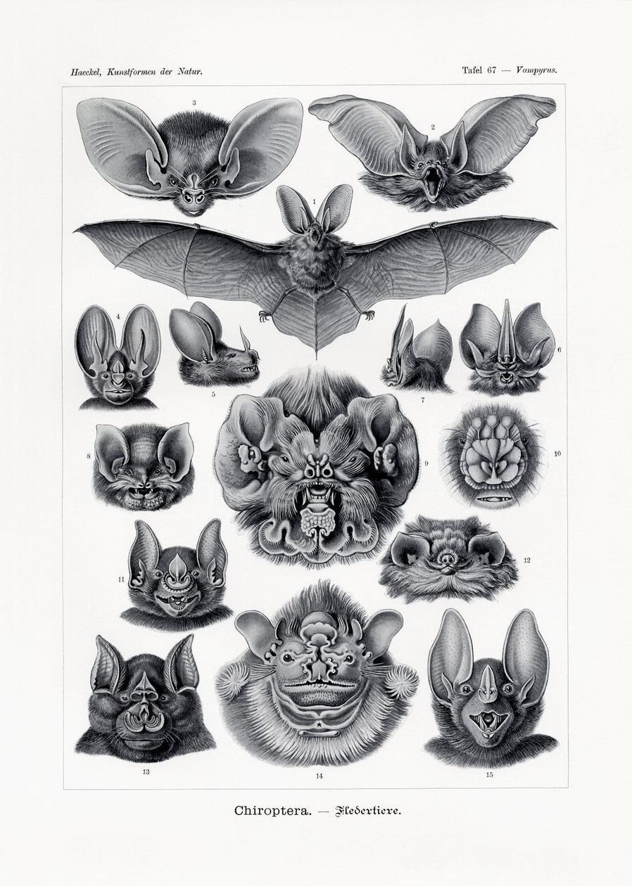 Chiroptera, 1899-1904 by German School