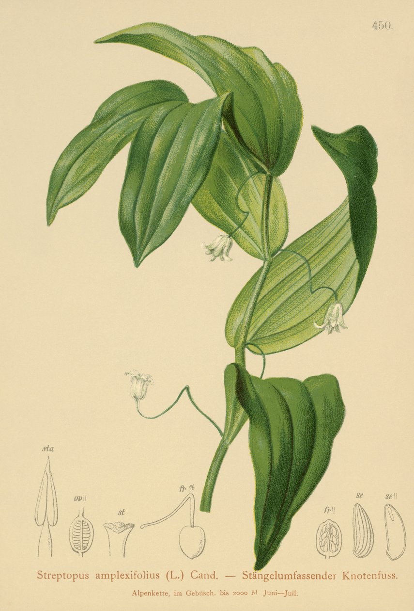 Tutturucu yapraklı Bükülmüş sap (Streptopus amplexifolius) by German School