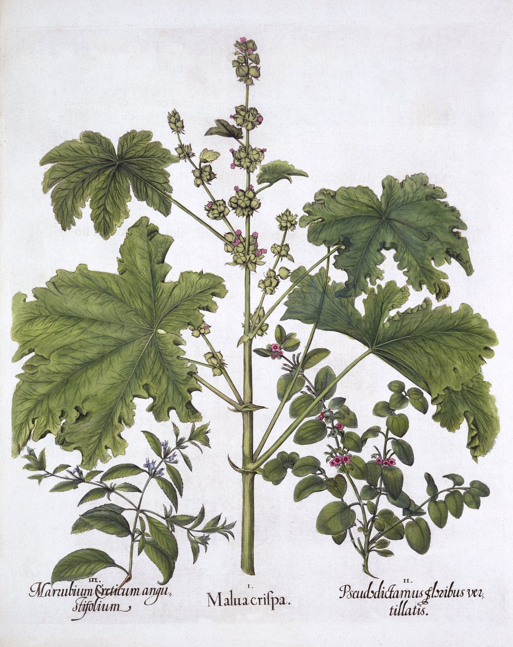 Kıvrılmış Ebegümeci, Sahte Dittany, Girit Horehound, Hortus Eystettensis