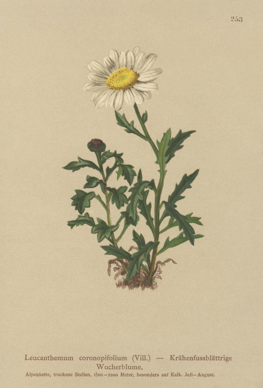 Papatya (Leucanthemum coronopifolium, Chrysanthemum coronopifolium, Chrysanthemum alpestre) by German School