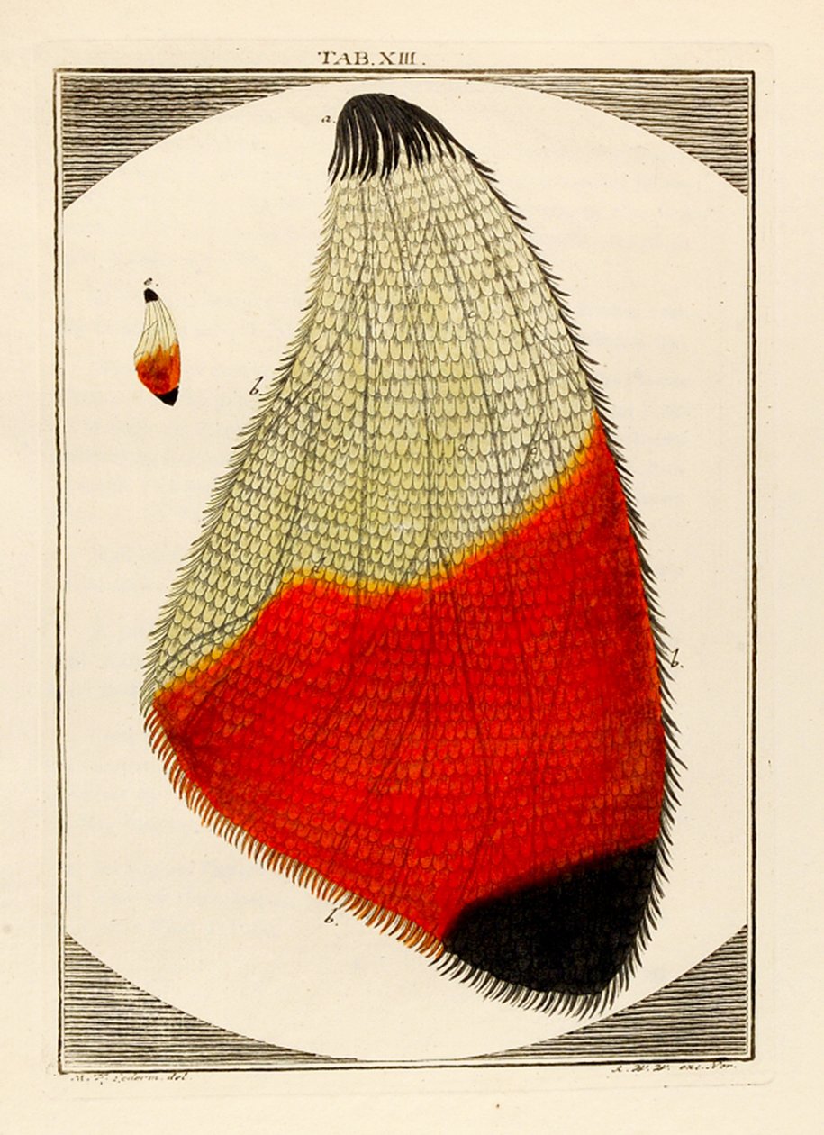 Büyütülmüş Güve Kanadı diyagramı, 1768 by German School