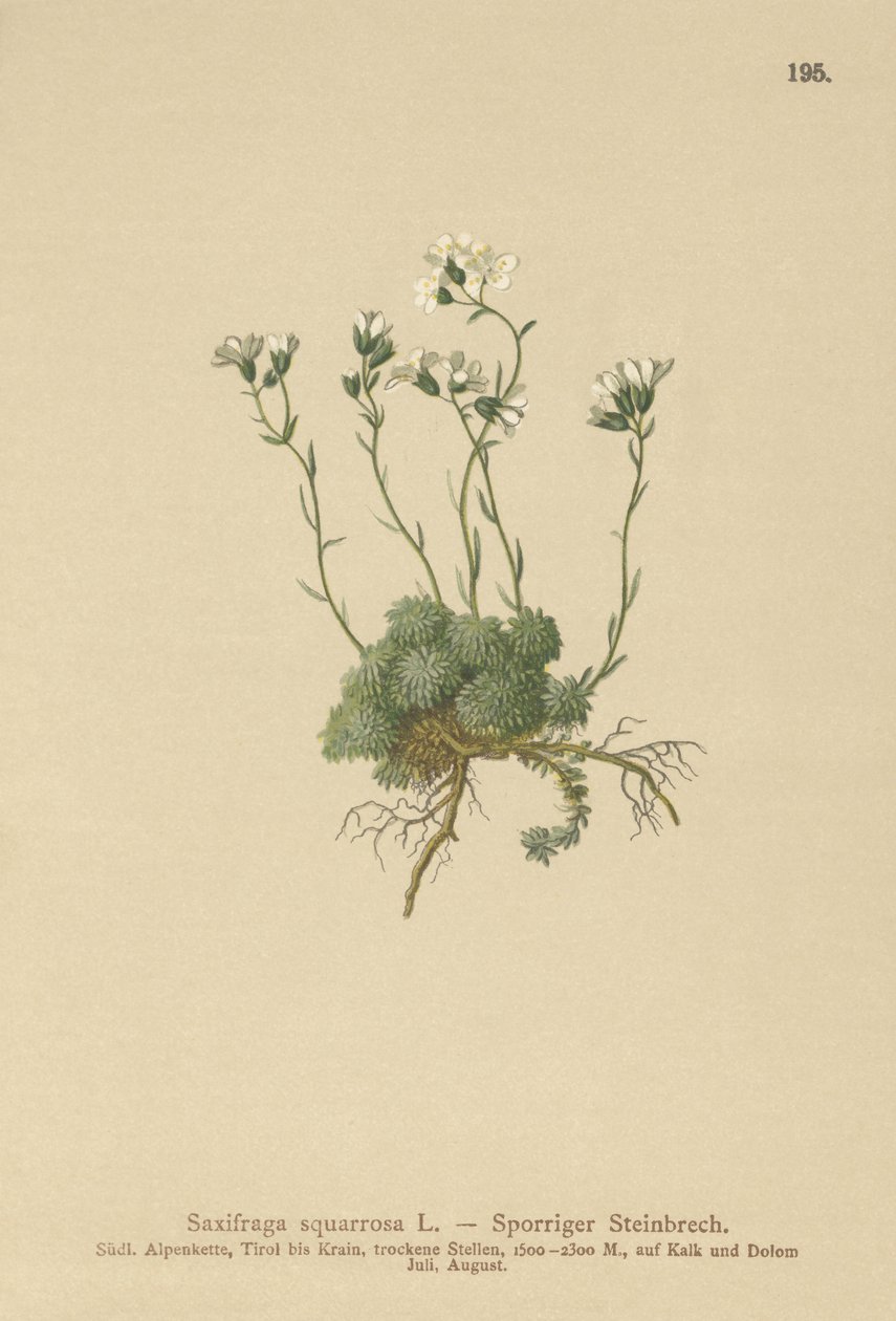 Dolomites Saxifrage (Saxifraga squarrosa) by German School