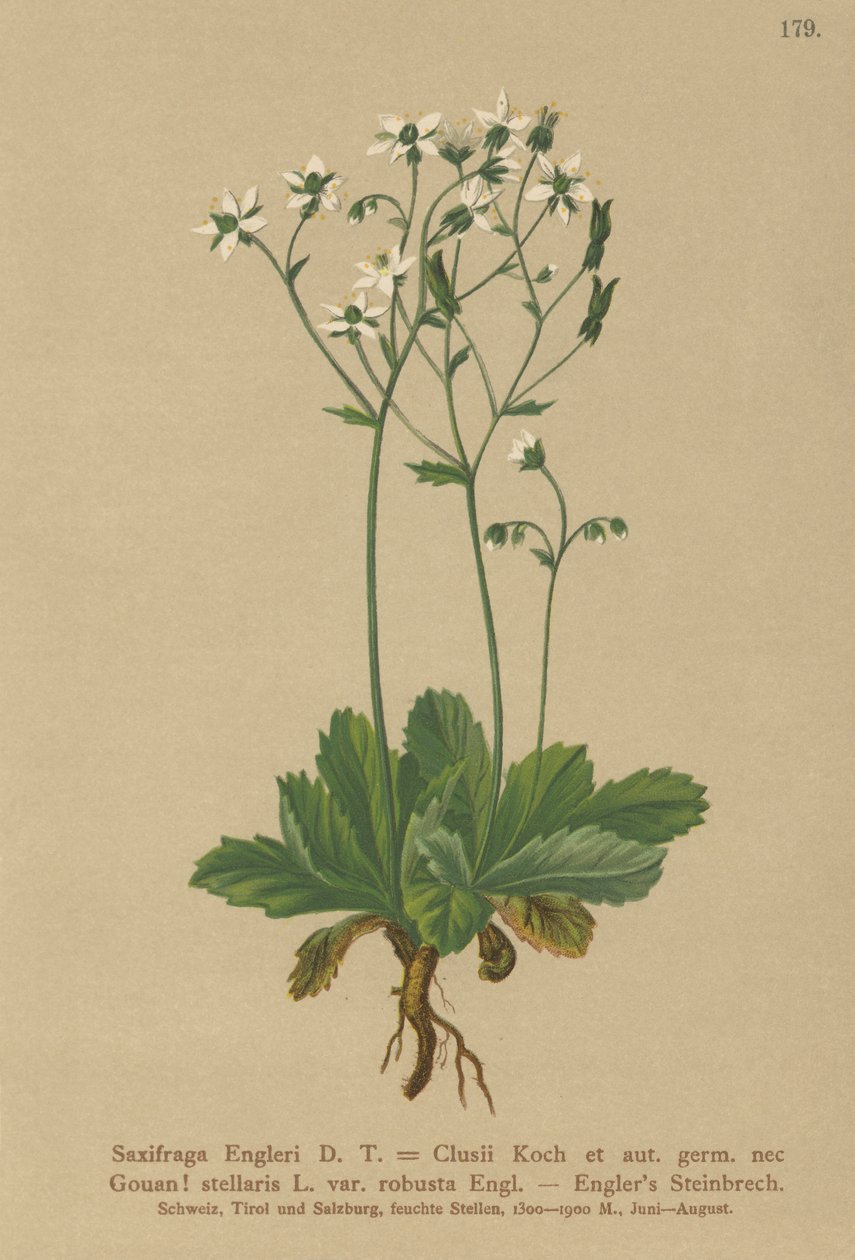 Engerlis Saxifrage (Saxifraga Engerli, Saxifraga Clusii) by German School