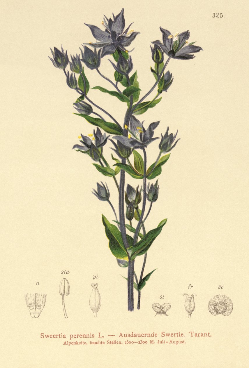 Anas discors, blávængjuð blágrýti, plata 313 frá Fuglum Ameríku John James Audubon, frumleg tvöfaldur fíllblöð, 1827-30 (handlitaður vatnsblær) by German School