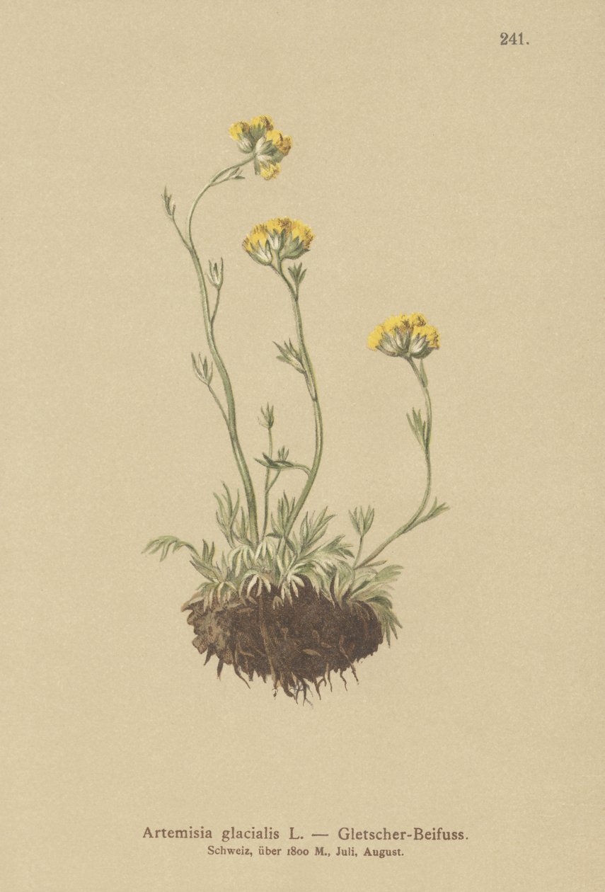 Buzul Pelin (Artemisia glacialis) by German School