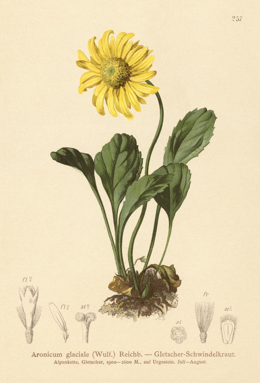 Buzul Yıkımı (Aronicum glaciale, Doronicum glaciale) by German School