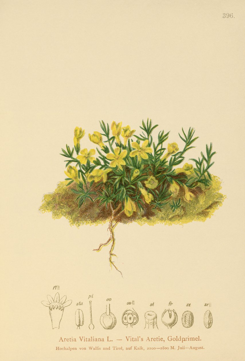 Altın Primerose (Primula vitaliana, Aretia Vitaliana, Vitaliana primiiflora) by German School