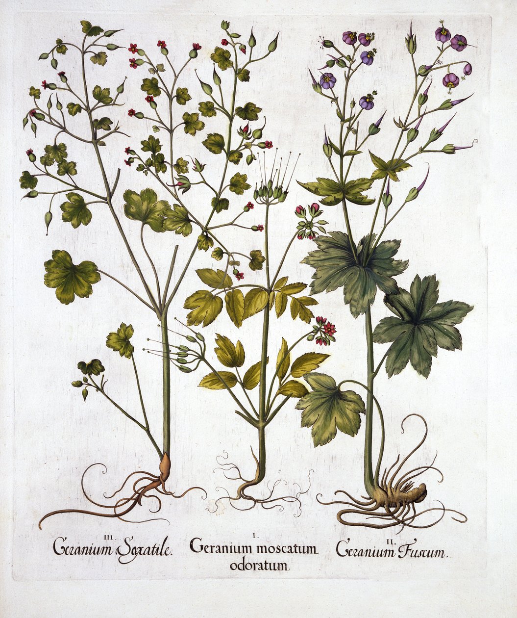 Hardy Sardunyalar, from Hortus Eystettensis, Basil Besler (1561-1629), pub. 1613 (el renkli gravür) by German School