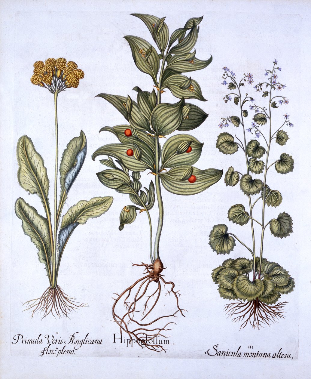 Hortus Eystettensis