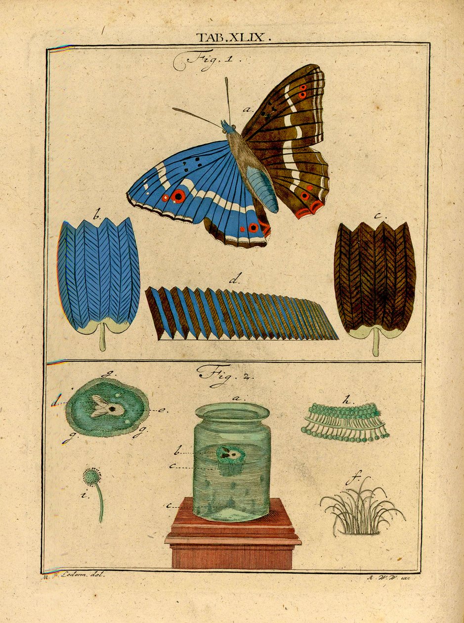 Erken Optik Mikroskop kullanan bir Kelebek kanadından mikroskobik tek hücreli organizmaların ve ölçeklerin çizimleri, 1768 by German School