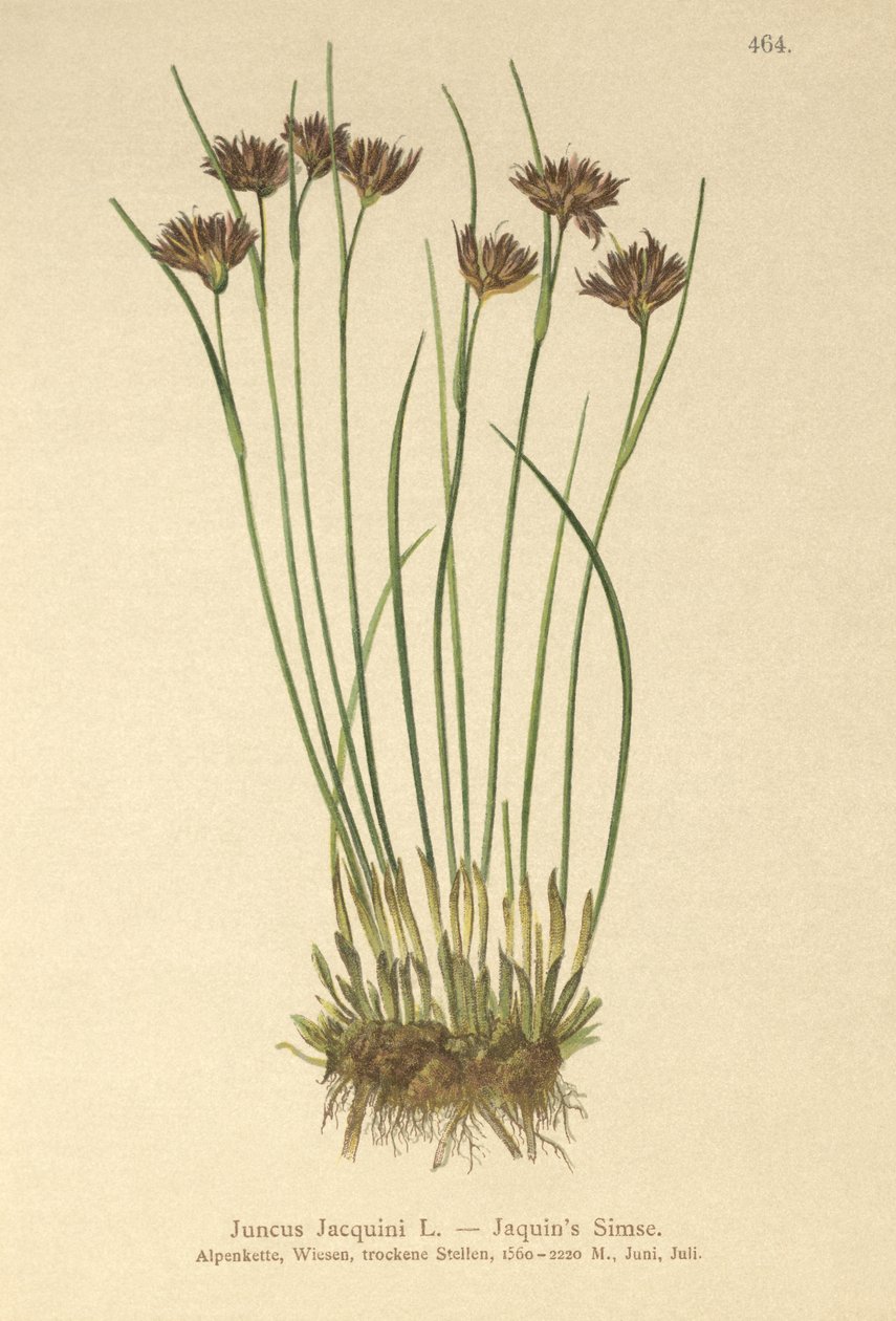 Jacquins Rush (Juncus Jacquini) by German School