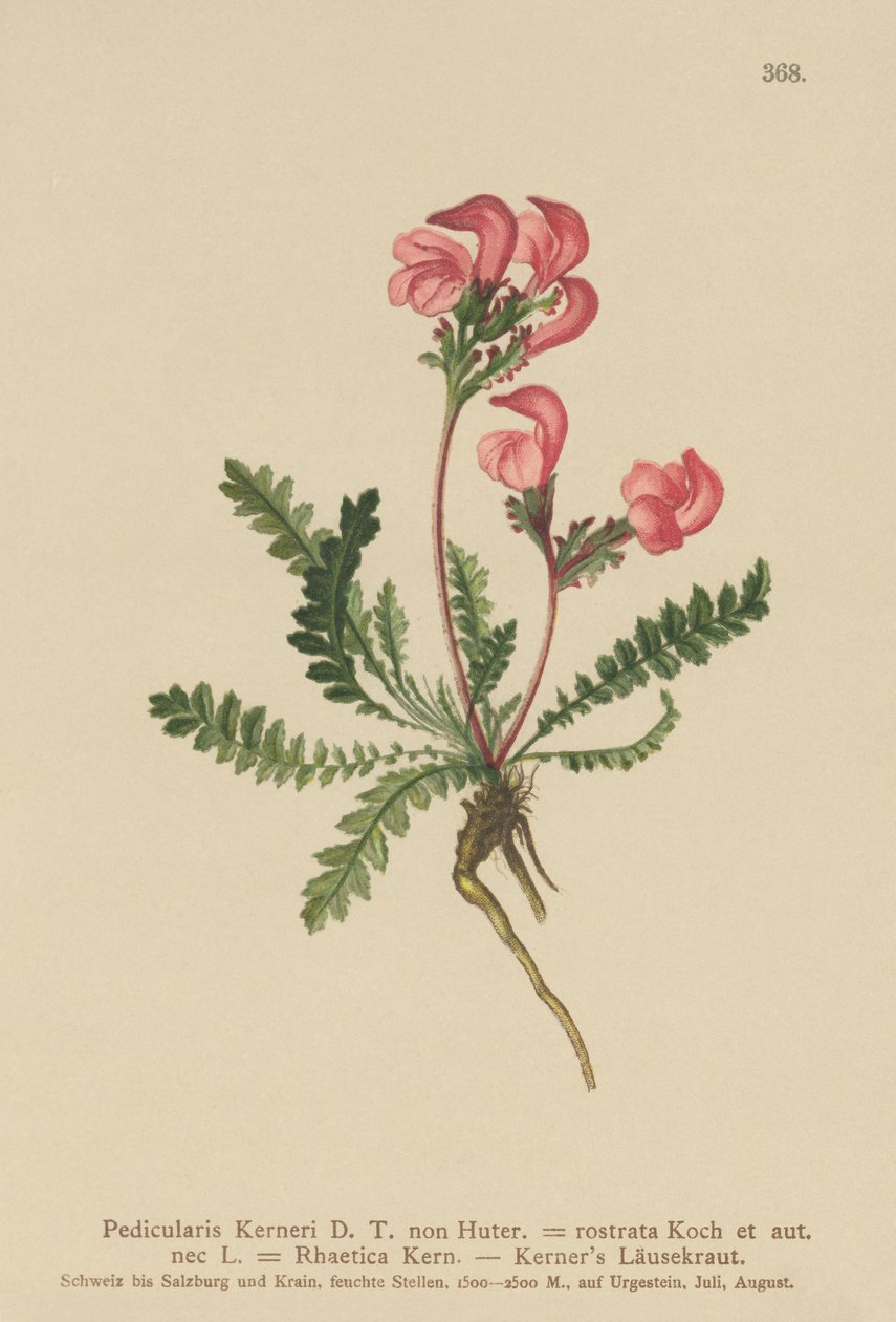 Kerners Lousewort (Pedicularis Kerneri, Rhaetica Kerneri, Pedicularis rostrata, Pedicularis Rhaetica) by German School