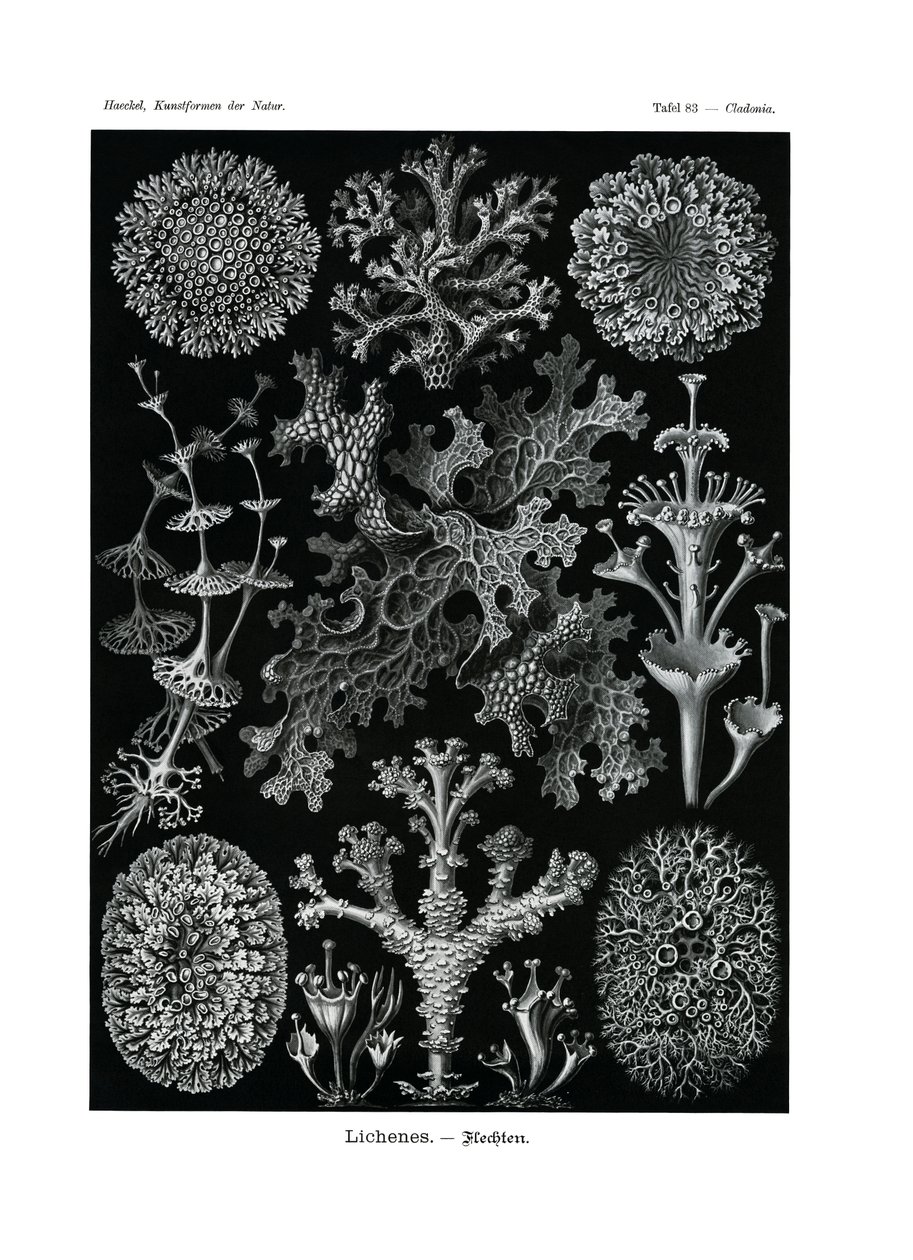Likenler, 1899-1904 by German School