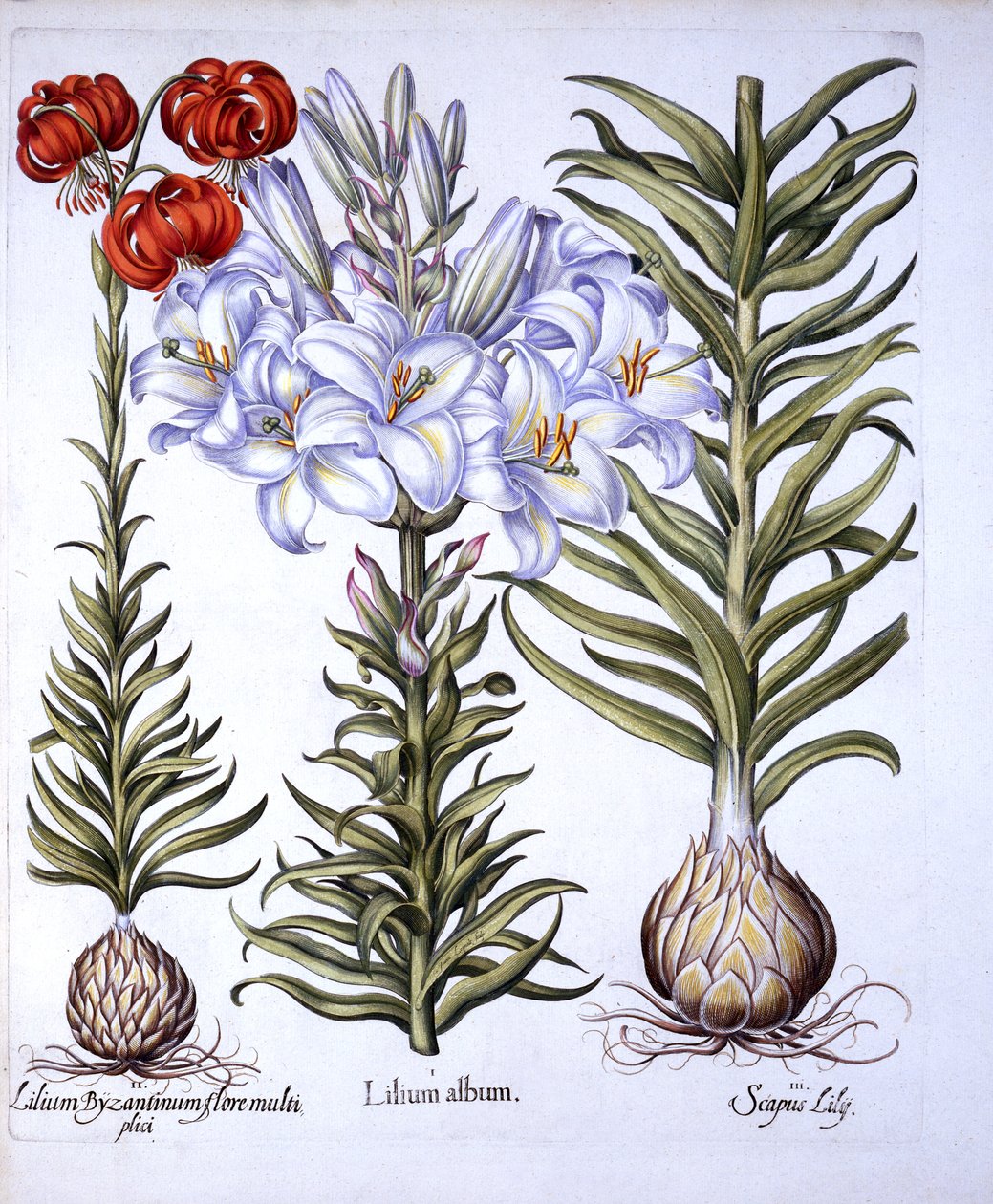 Madonna Lily ve Bulb, Red Martagon of Constantinople, Hortus Eystettensis