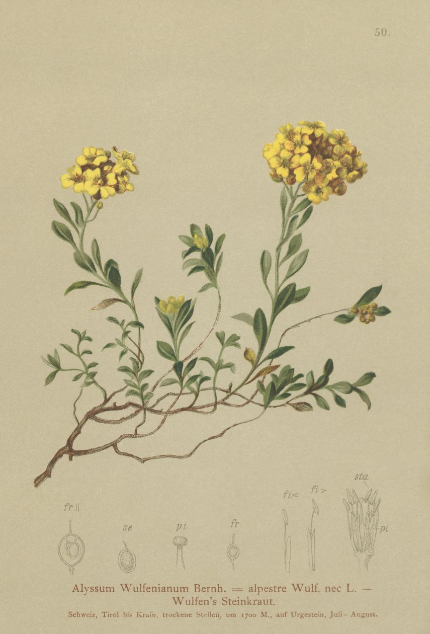 Madwort (Alyssum Wulfenianum, Alyssum alpestre) by German School