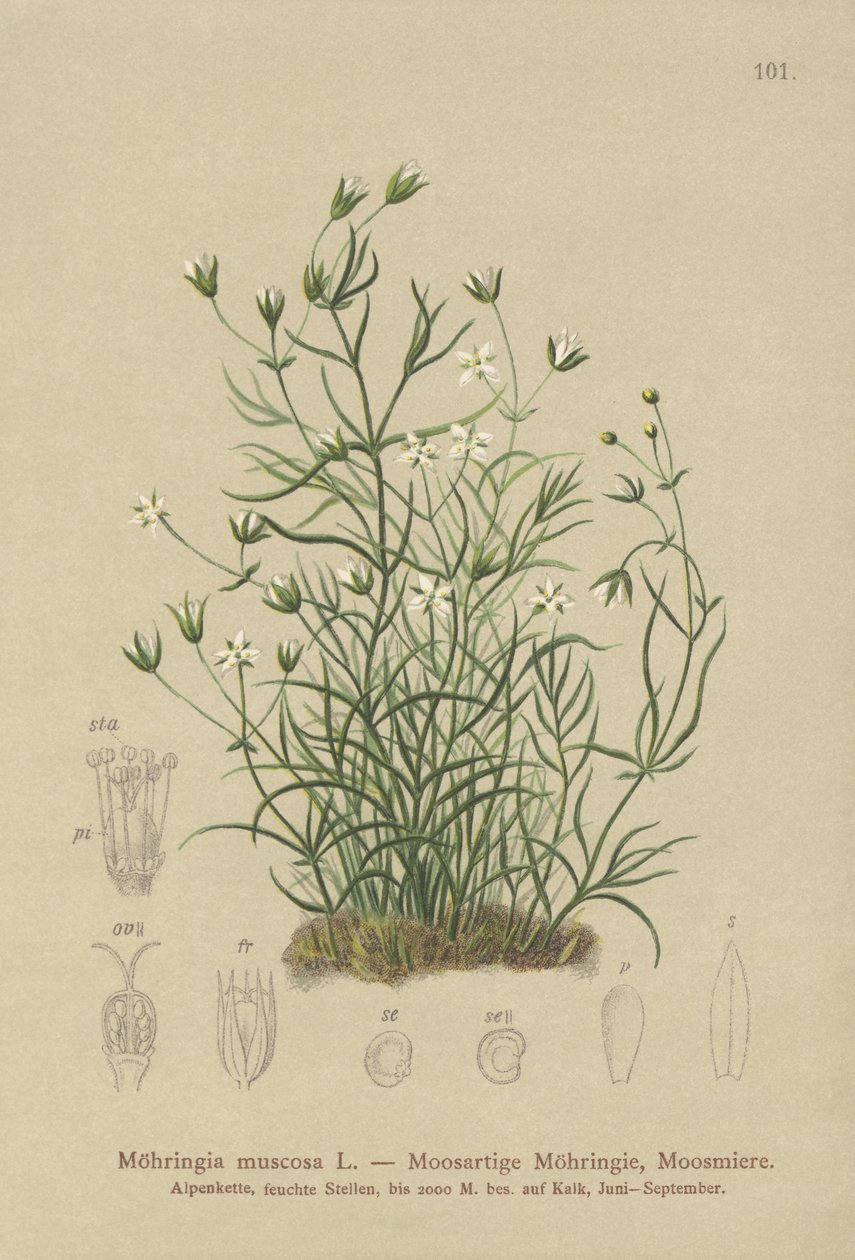 Yosunlu Sandwort (Moehringia muscosa, Möhringia muscosa) by German School