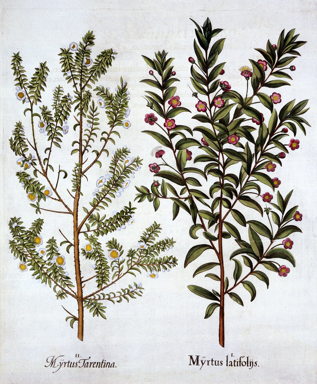 Myrtle Varieties, from Hortus Eystettensis, Basil Besler (1561-1629), pub. 1613 (el boyaması gravür) by German School