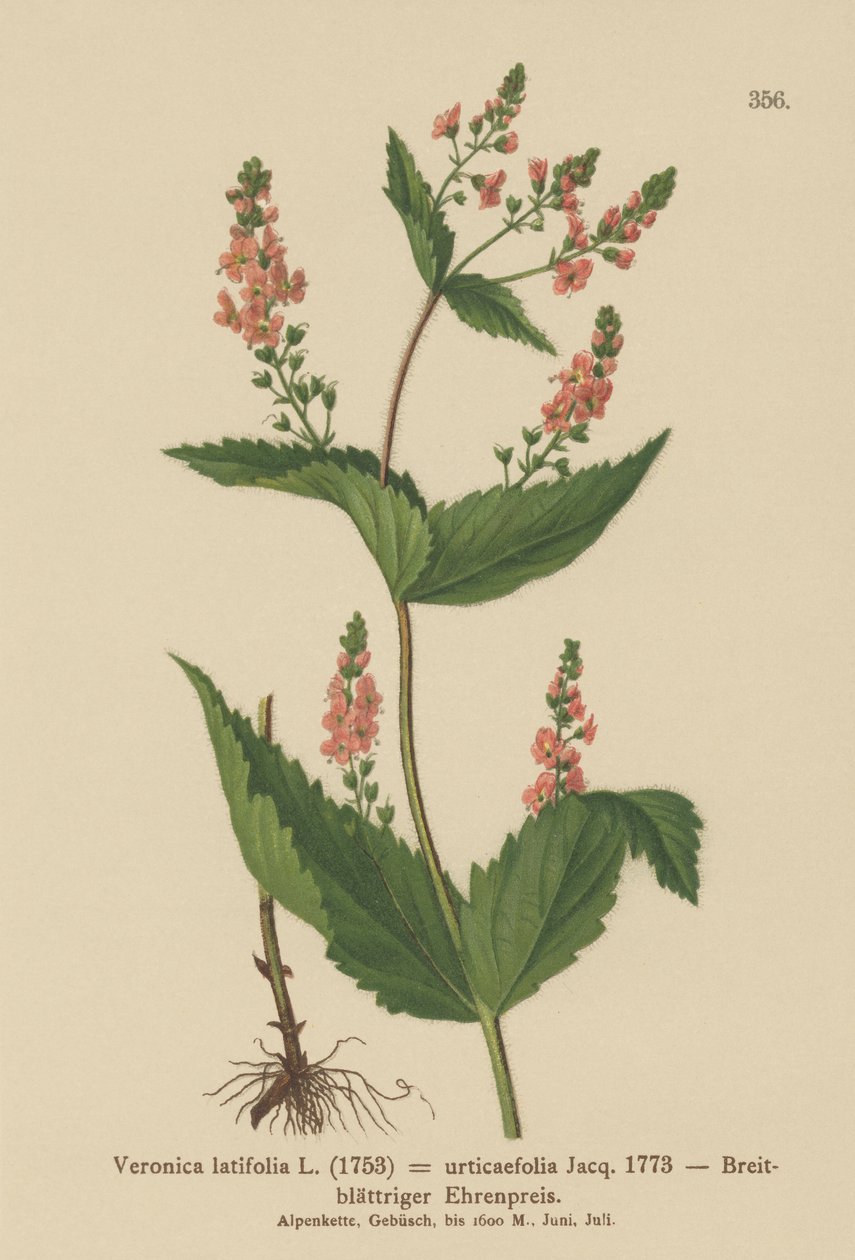 Isırgan yaprağı Speedwell (Veronica latifolia, Veronica urticifolia) by German School