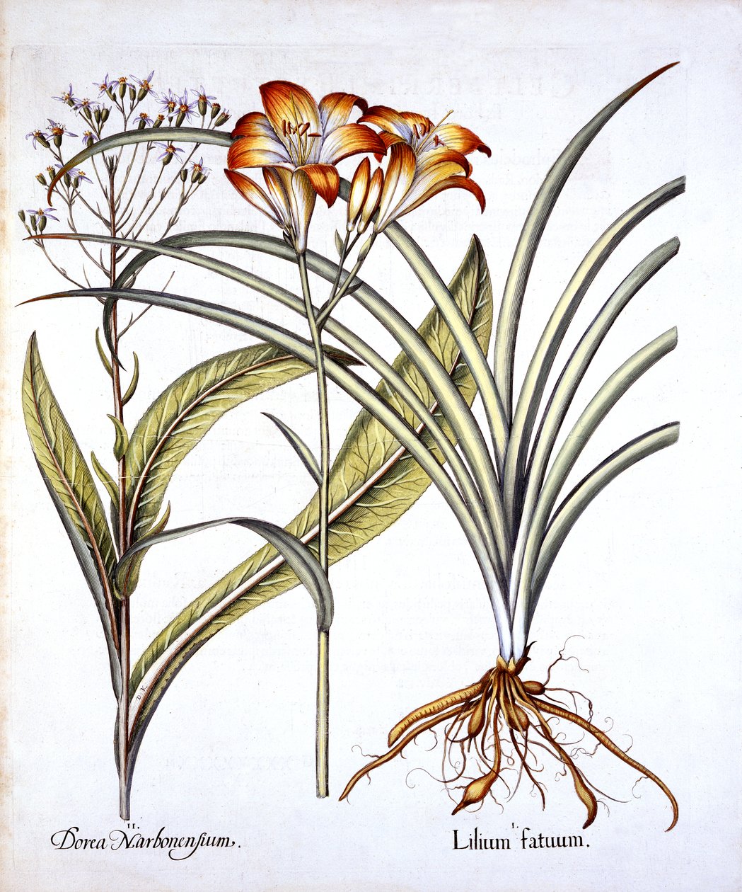 Hortus Eystettensis