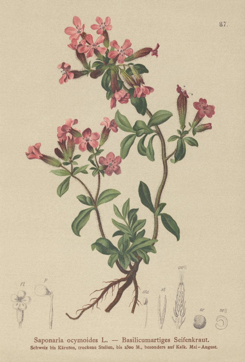 Kaya Sabunu (Saponaria ocymoides) by German School