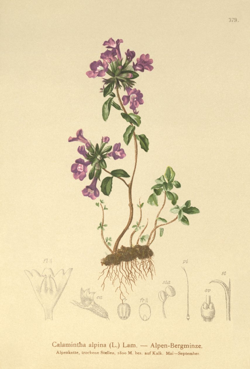 Kaya Kekik (Acinos alpinus, Calamintha alpina) by German School