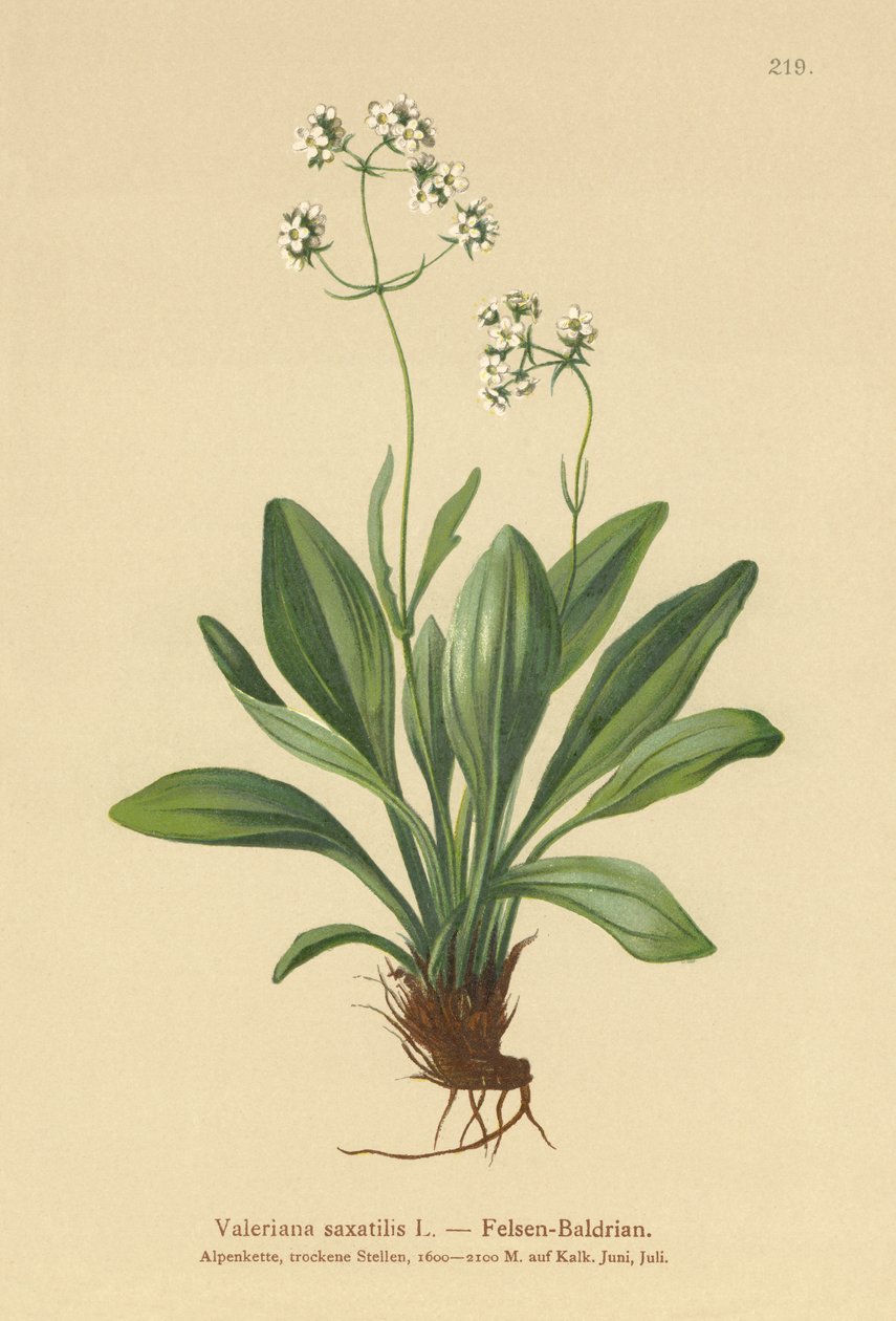 Kaya Kediotu (Valeriana saxatilis) by German School