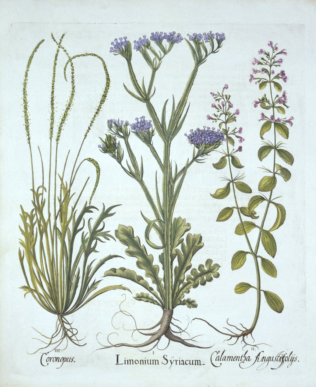 Deniz Lavanta, Domuz Tere, Calamint, from Hortus Eystettensis, Basil Besler (1561-1629), pub. 1613 (el boyaması gravür) by German School