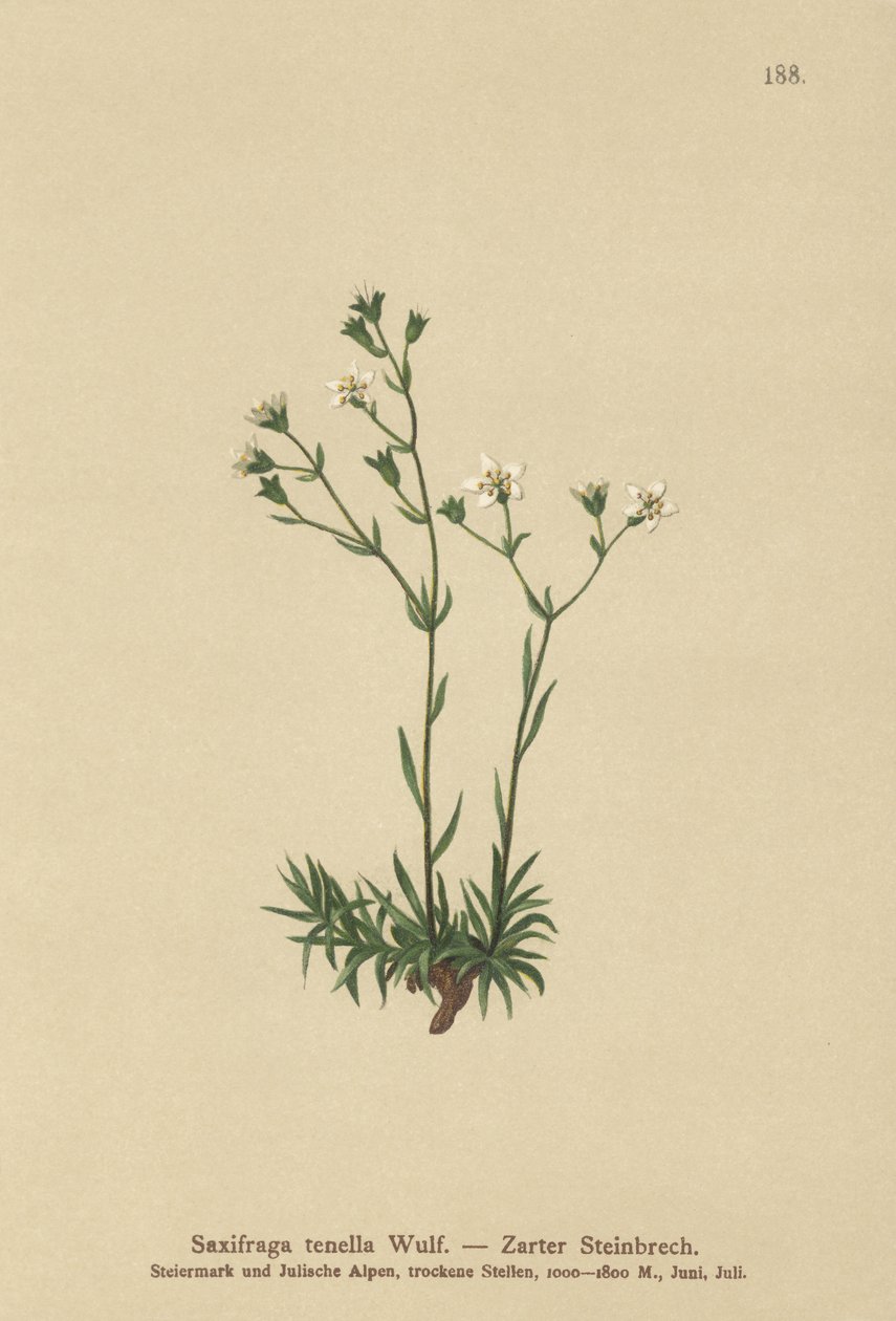 İnce Saxifrage (Saxifraga tenella) by German School