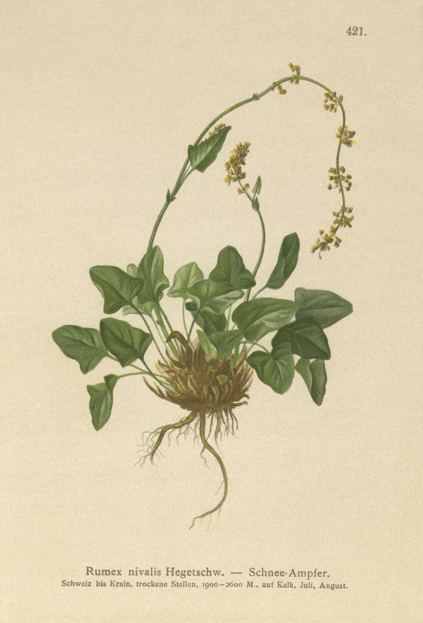 Kar Rıhtımı (Rumex nivalis) by German School