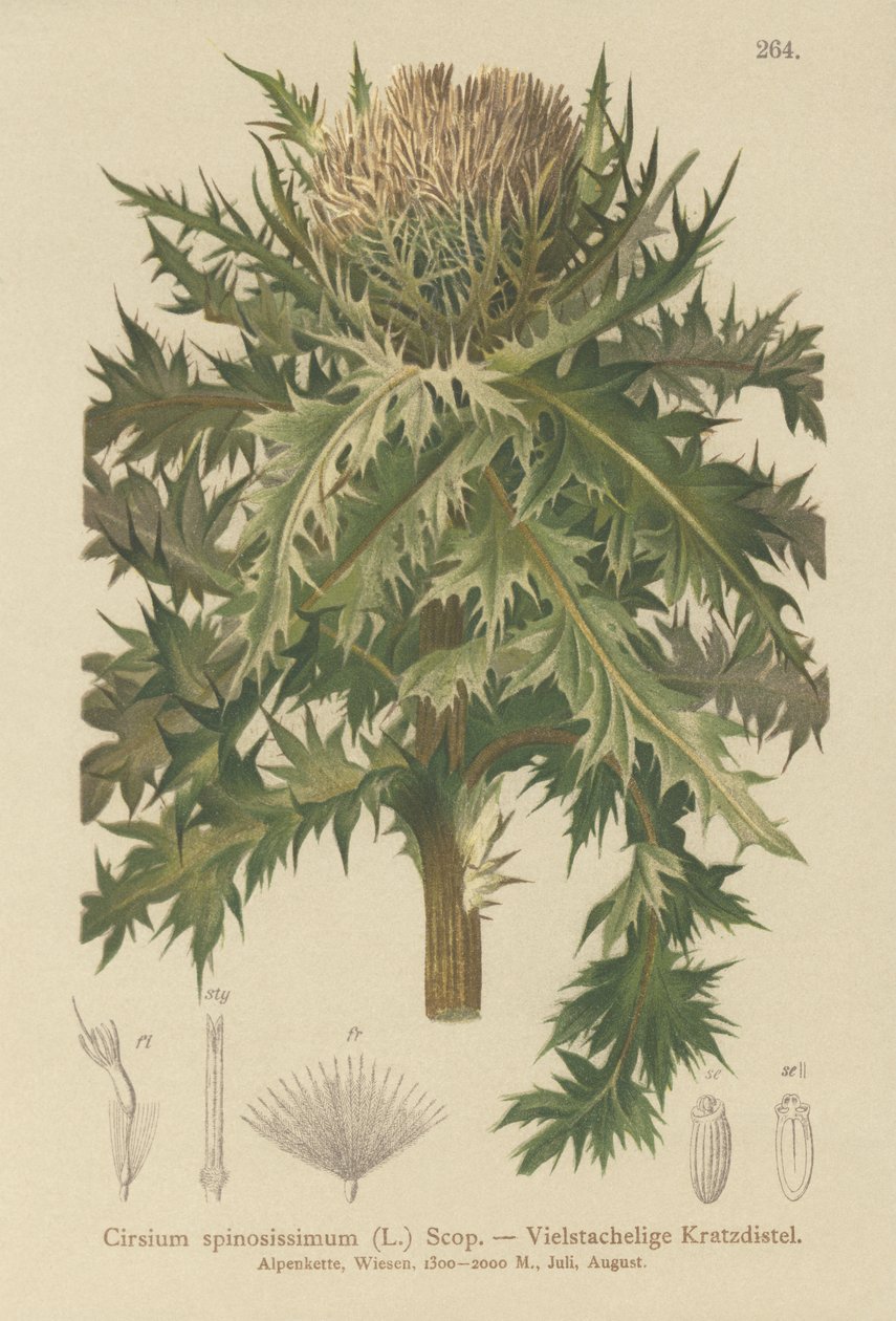 En dikenli devedikeni (Cirsium spinosissimum) by German School