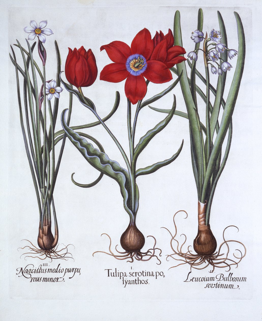 Tulip, Spring Snowflake ve Narcissus, from Hortus Eystettensis, Basil Besler (1561-1629), pub. 1613 (el boyaması gravür) by German School