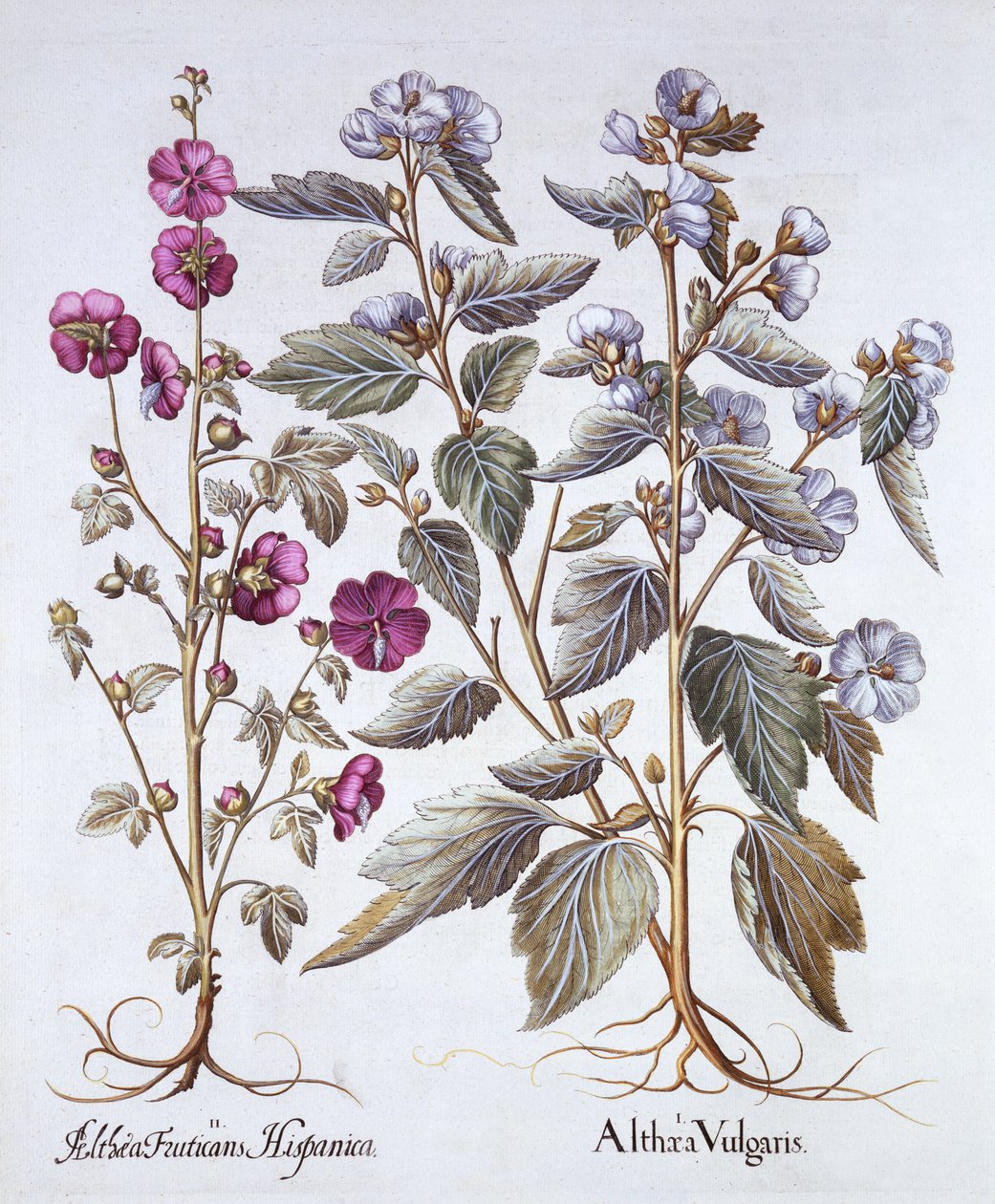 Hortus Eystettensis