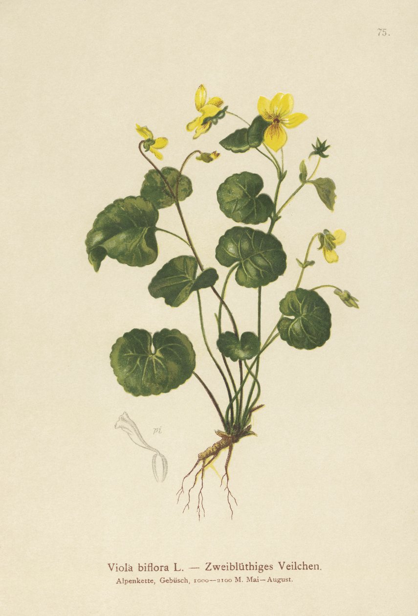 İki çiçekli Menekşe (Viola biflora) by German School