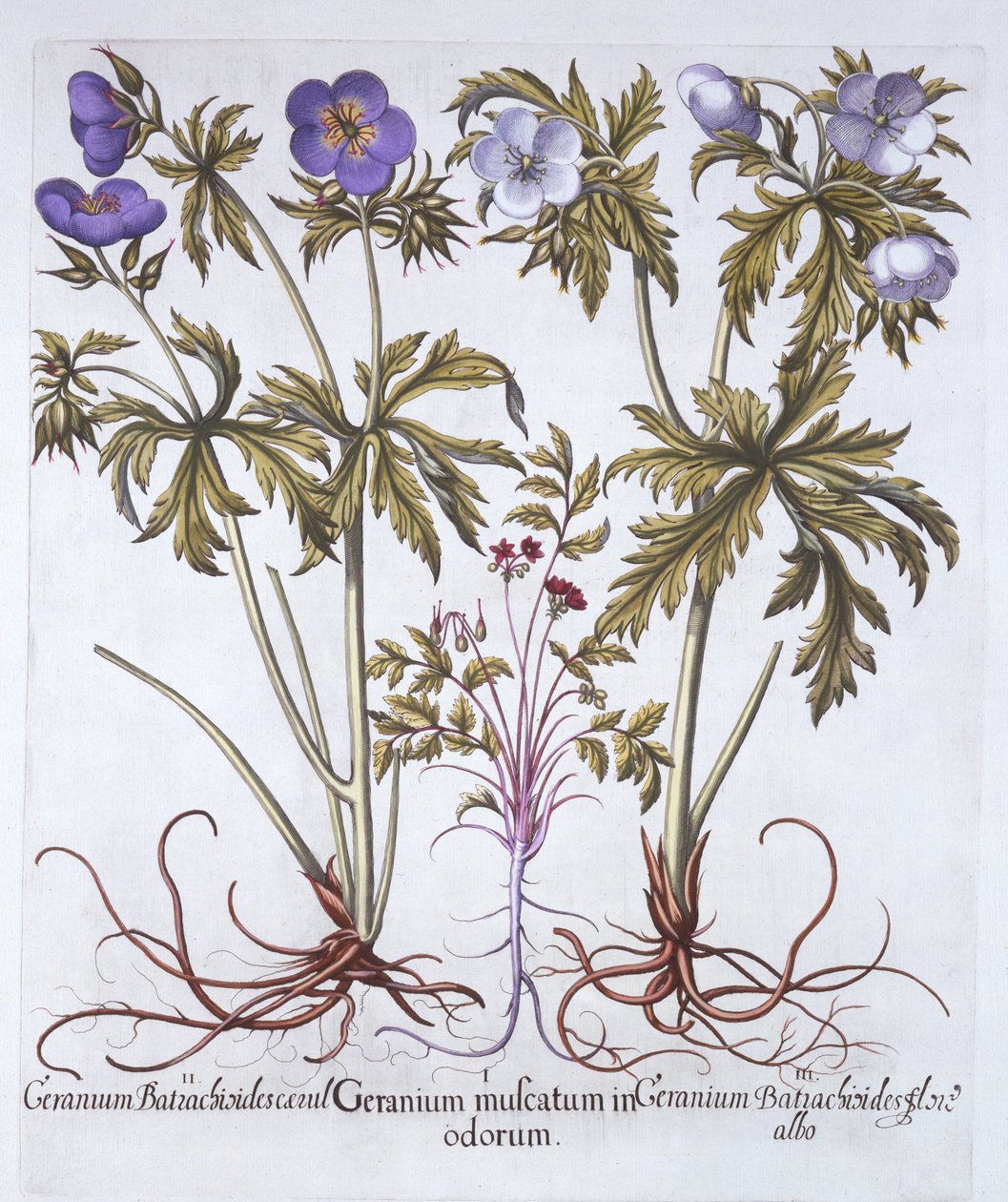 Sardunya Varyasyonları, Hortus Eystettensis