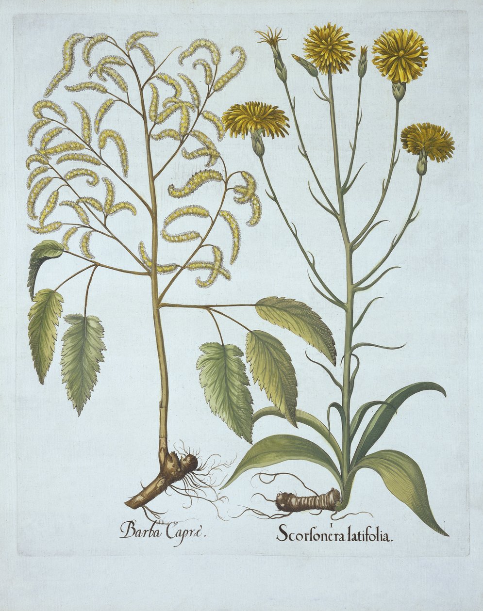 Hortus Eystettensis
