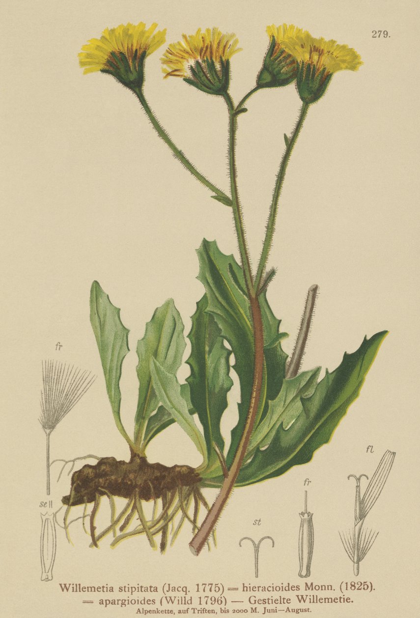 Willemetia (Willemetia stipitata, Willemetia hieracioides, Willemetia apargioides) by German School