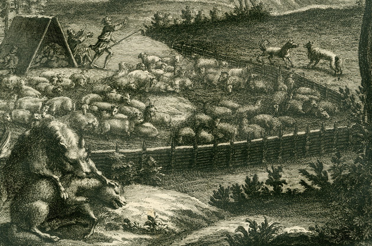 Bir koyuna saldıran kurt, 1731 (bakır levha gravürü) (398066 detayı) by German School