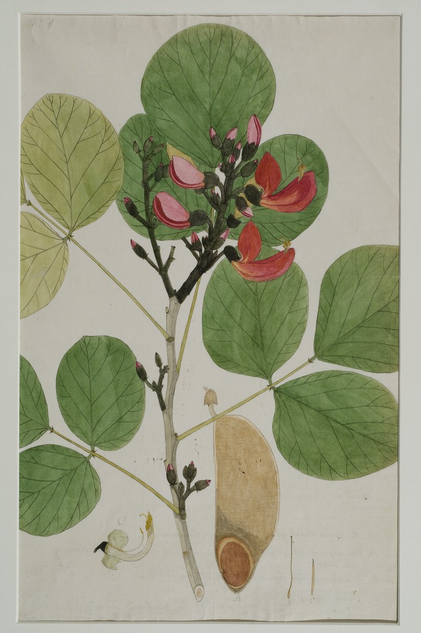Butea monosperma (Lam.), aynı zamanda Ormanın Alevi olarak da bilinir, 1787 (kağıt üzerinde wc) by Indian School