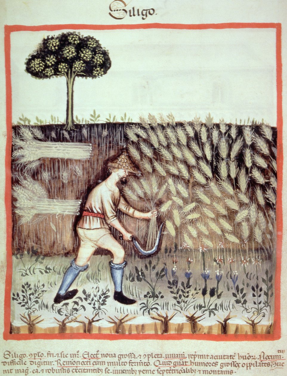 Fol.46v Kış Tahılını Toplama, Tacuinum Santiatis Codex Vindobonensis