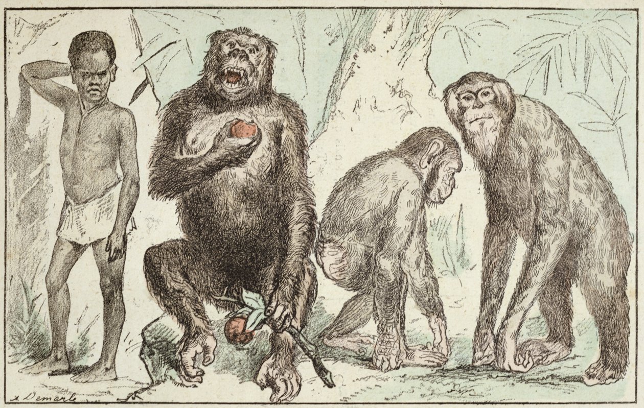 İnsanın Memelilerden Evrimi, Doktor Jules Rengade'nin (d.1841) 'La Creation Naturelle et les Etres Vivants' kitabından, 1883 (renkli gravür) by A. Demarle