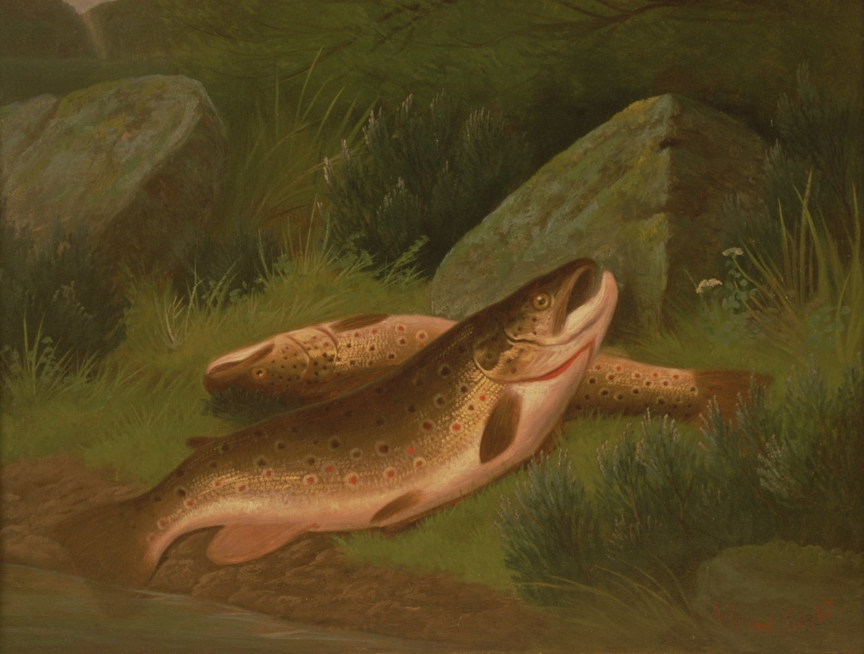 ಬ್ರೌನ್ ಟ್ರೌಟರ್ಕ್ by A. Roland Knight