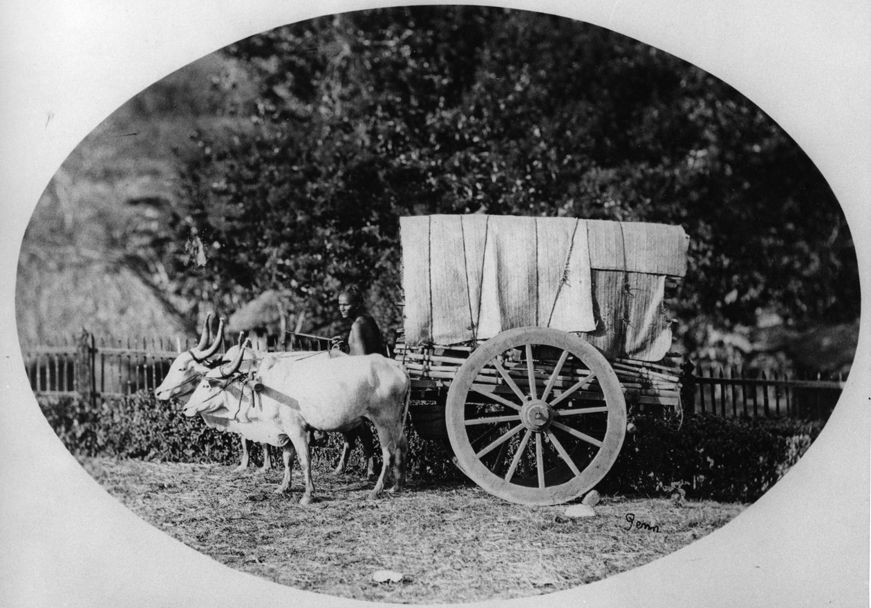 Hint Ox-Cart, c.1886 (bw fotoğraf) by A. T. W. Penn