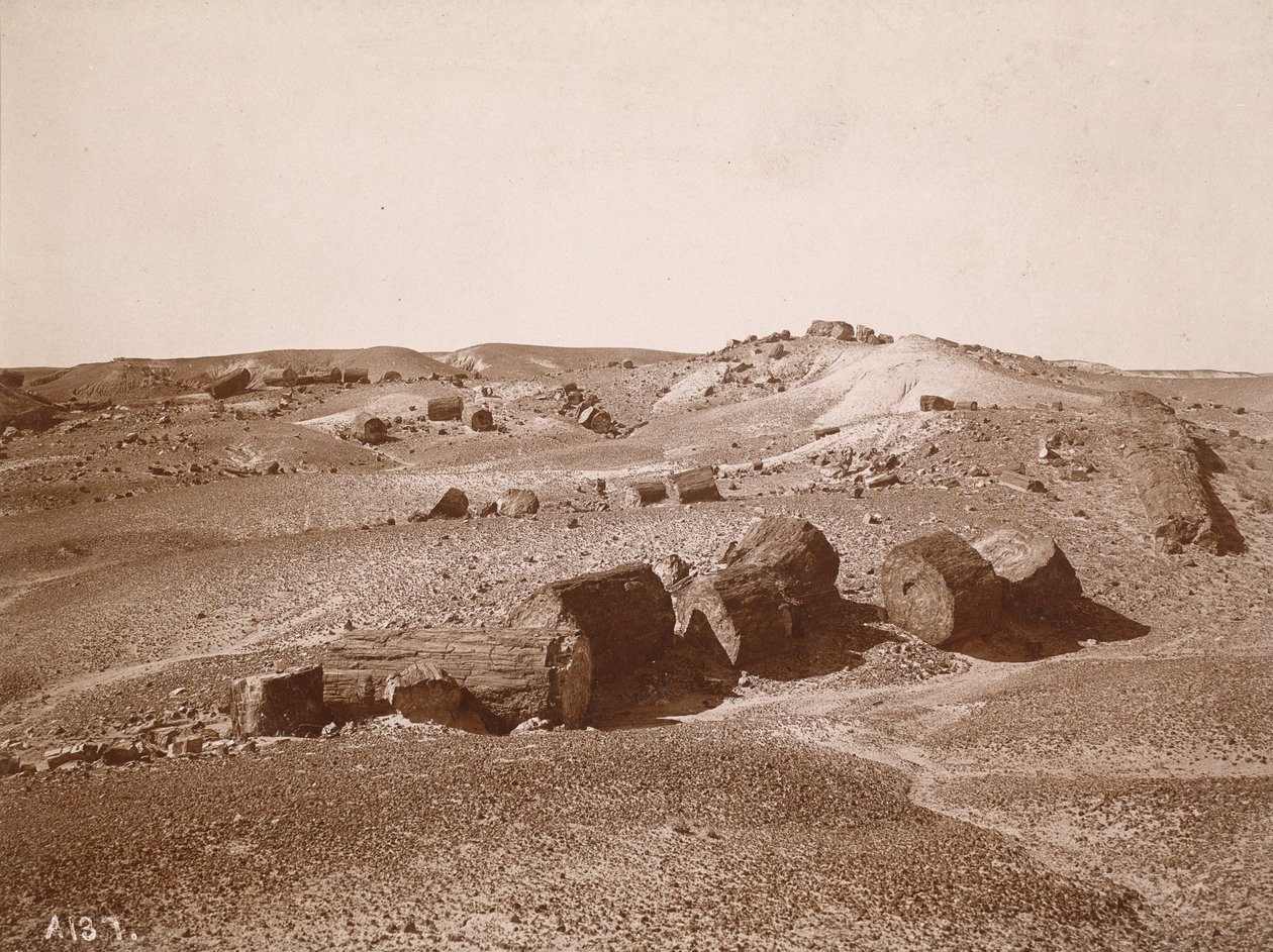 Taşlaşmış Ormanda (Genel Görünüm, Orta Park) by A.C. Vroman
