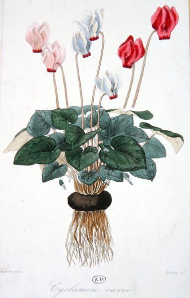 Debray tarafından kazınmış siklamen (renkli taş) by A. (after) Faguet