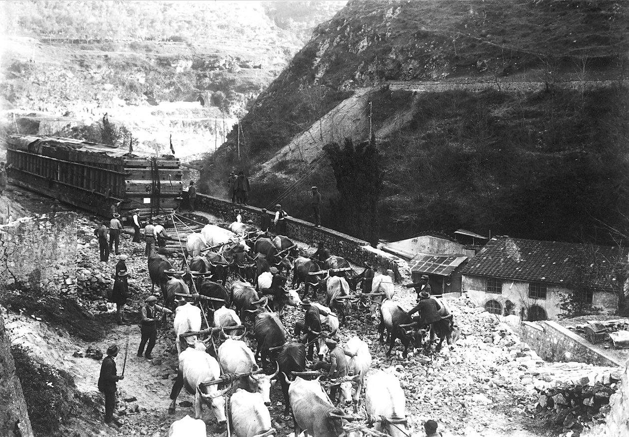 Numerous oxen transport an enormous convoy containing marble, just brought down to the valley from an Apuan quarry (b/w photo) by A. Corsini