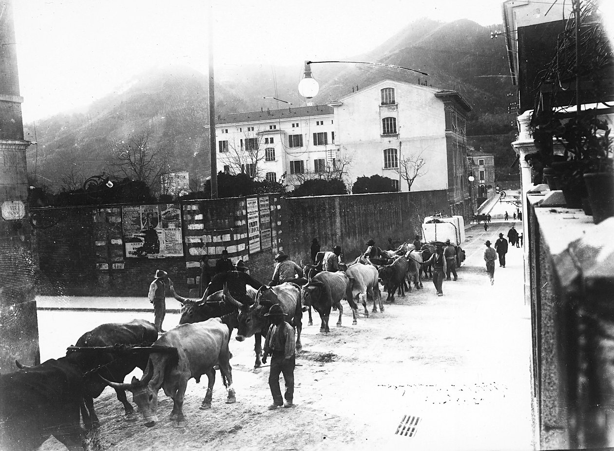 Apuan ocaklarından mermer taşımak için kullanılan bazı öküzler, Carrara