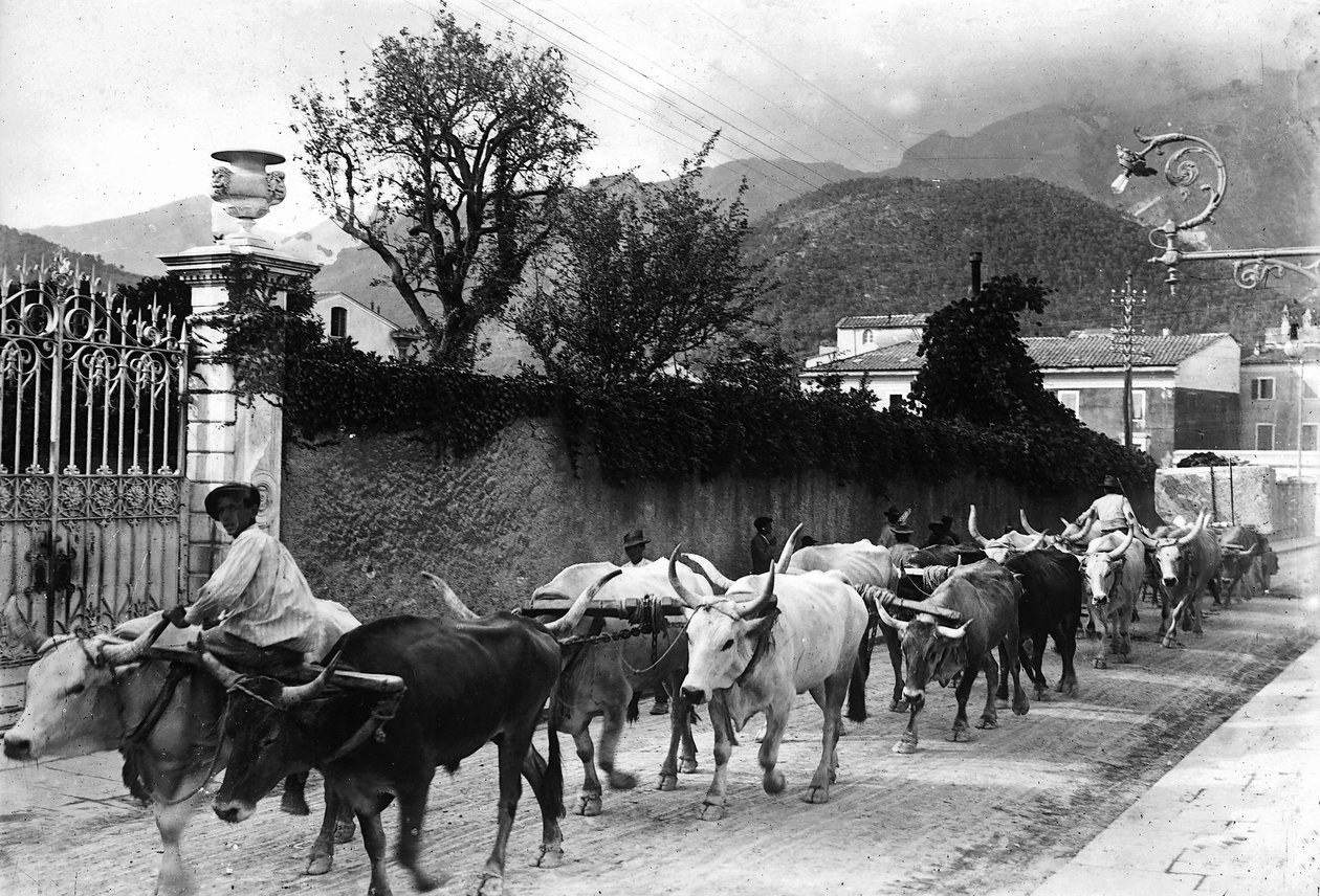 Apuan ocaklarından mermer taşımak için kullanılan bazı öküzler, Carrara
